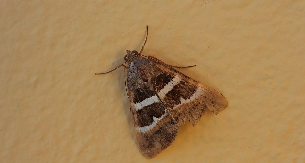 Grammodes stolida