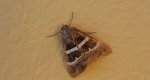 Grammodes stolida