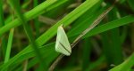 Rhodometra sacraria