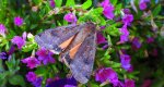 Rolnica tasiemka (Noctua pronuba)
