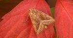 Paciepnica ziemniaczana (Hydraecia micacea)