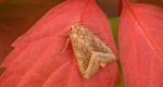Paciepnica ziemniaczana (Hydraecia micacea)