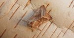 Paciepnica ziemniaczana (Hydraecia micacea)
