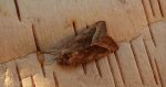 Paciepnica ziemniaczana (Hydraecia micacea)