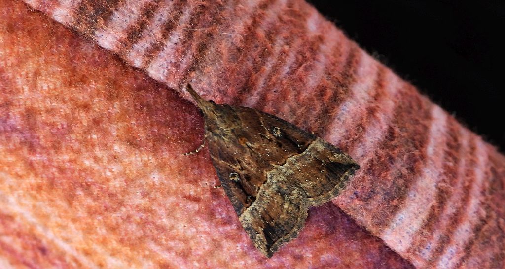 Rozszczepka nosatka (Hypena rostralis)