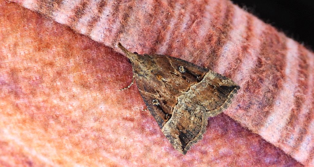 Rozszczepka nosatka (Hypena rostralis)