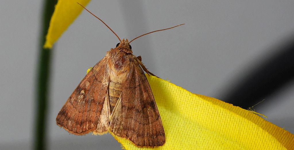 Xestia sexstrigata