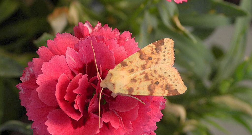 Morka plamówka (Xanthia /Cirrhia/ icteritia)