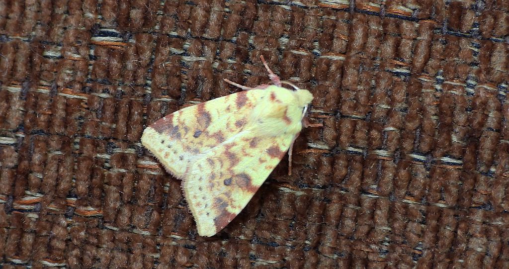 Morka plamówka (Xanthia /Cirrhia/ icteritia)