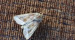 Paciepnica ziemniaczana (Hydraecia micacea)