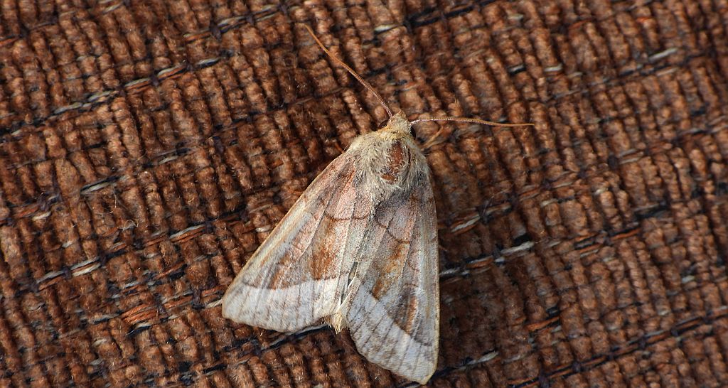 Paciepnica ziemniaczana (Hydraecia micacea)