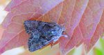 Paciepnica korzeniówka (Apamea monoglypha)
