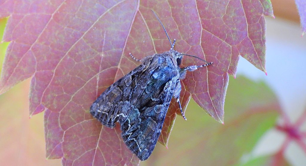 Paciepnica korzeniówka (Apamea monoglypha)