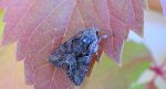 Paciepnica korzeniówka (Apamea monoglypha)