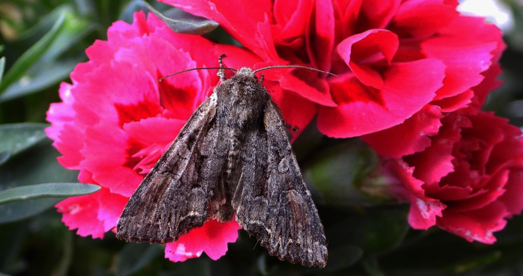 Piętnówka pstra (Lacanobia thalassina)