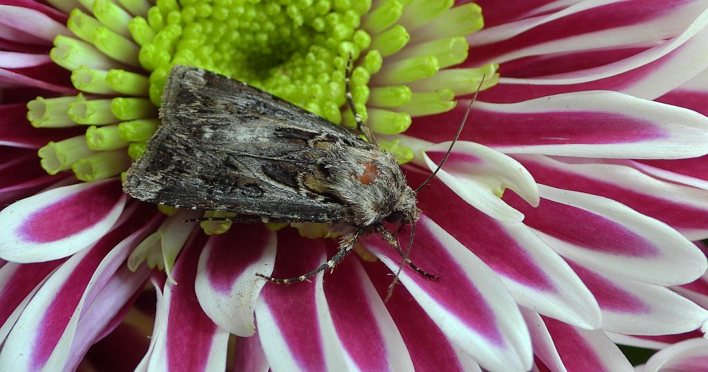 Rolnica szkółkówka (Agrotis vestigialis)
