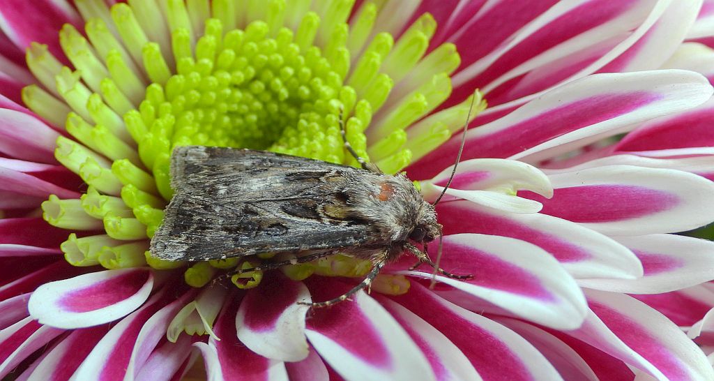 Rolnica szkółkówka (Agrotis vestigialis)