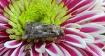 Rolnica szkółkówka (Agrotis vestigialis)