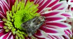 Rolnica szkółkówka (Agrotis vestigialis)