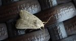 Światłówka babczarka (Hoplodrina ambigua) albo Hoplodrina blanda