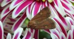 Rolnica znakówka (Xestia xanthographa)