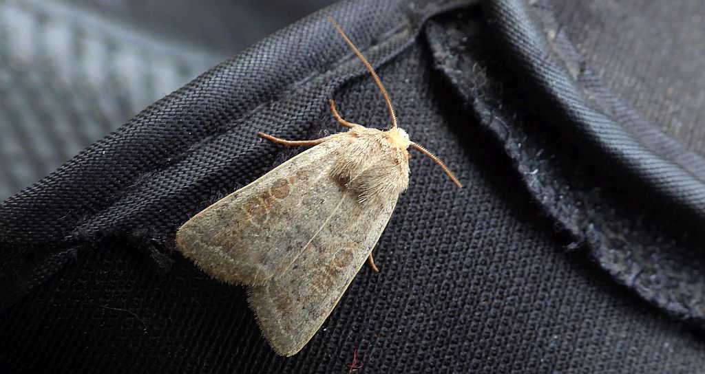 Światłówka babczarka (Hoplodrina ambigua) albo Hoplodrina blanda