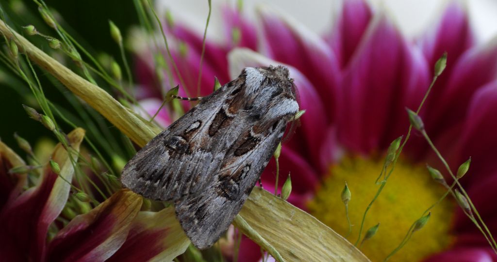 Rolnica szkółkówka (Agrotis vestigialis)