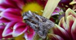 Rolnica szkółkówka (Agrotis vestigialis)