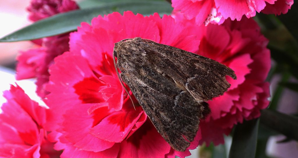 Piętnówka pstra (Lacanobia thalassina)