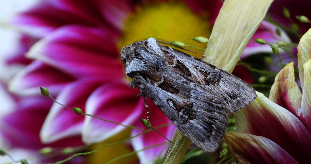 Rolnica szkółkówka (Agrotis vestigialis)