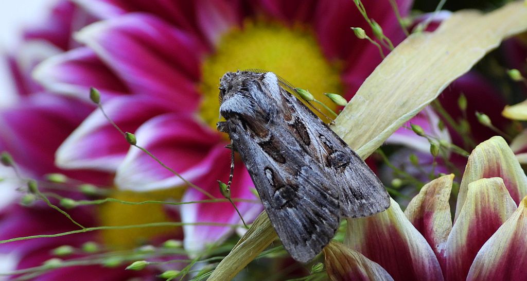 Rolnica szkółkówka (Agrotis vestigialis)