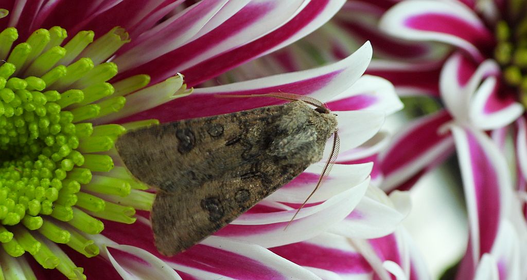 Rolnica zbożówka (Agrotis segetum)