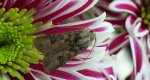 Rolnica zbożówka (Agrotis segetum)