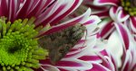 Rolnica zbożówka (Agrotis segetum)
