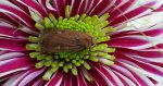 Rolnica znakówka (Xestia xanthographa)