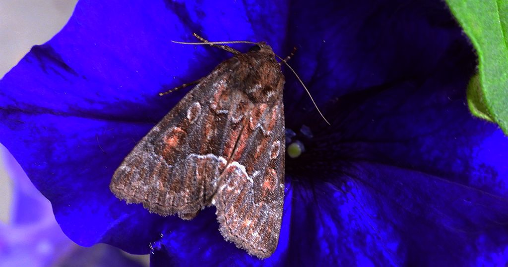 Piętnówka pstra (Lacanobia thalassina)