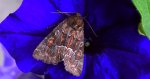 Piętnówka pstra (Lacanobia thalassina)