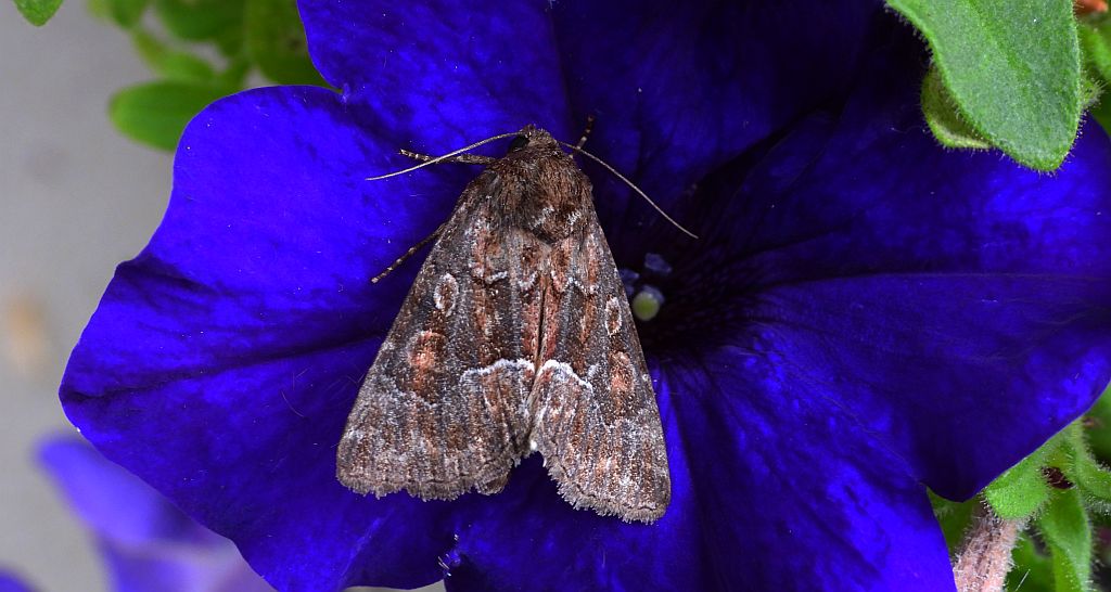 Piętnówka pstra (Lacanobia thalassina)