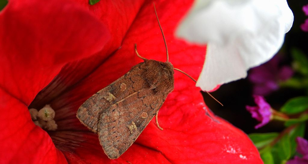 Rolnica znakówka (Xestia xanthographa)