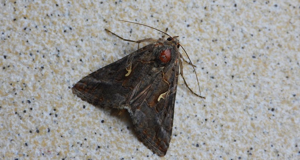 Błyszczka jarzynówka (Autographa gamma)