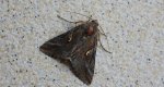 Błyszczka jarzynówka (Autographa gamma)
