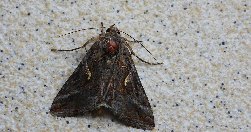 Błyszczka jarzynówka (Autographa gamma)