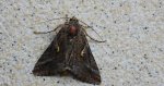 Błyszczka jarzynówka (Autographa gamma)