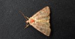 Źrenicówka rudawka (Agrochola /Sunira/ circellaris)