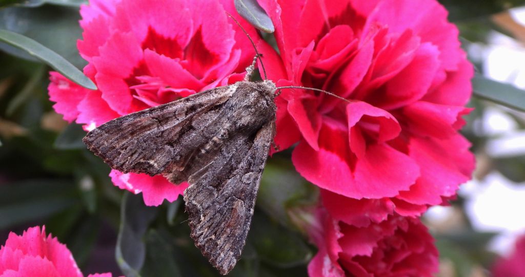 Piętnówka pstra (Lacanobia thalassina)