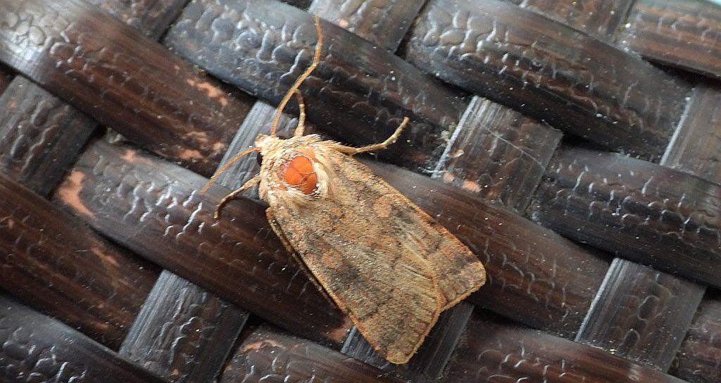 Źrenicówka rudawka (Agrochola /Sunira/ circellaris)