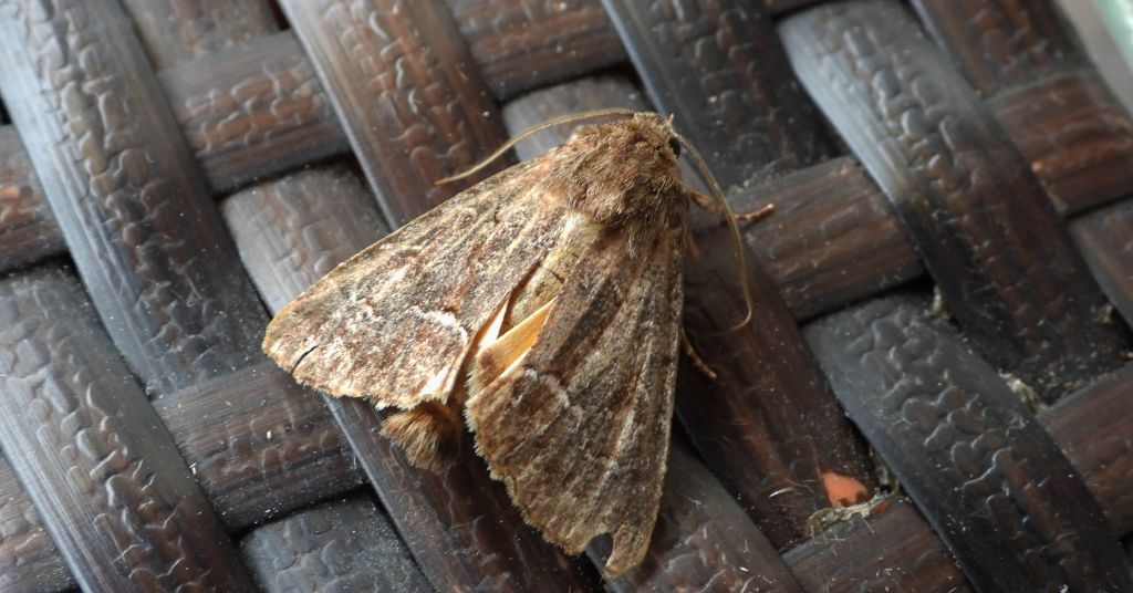 Piętnówka pstra (Lacanobia thalassina)