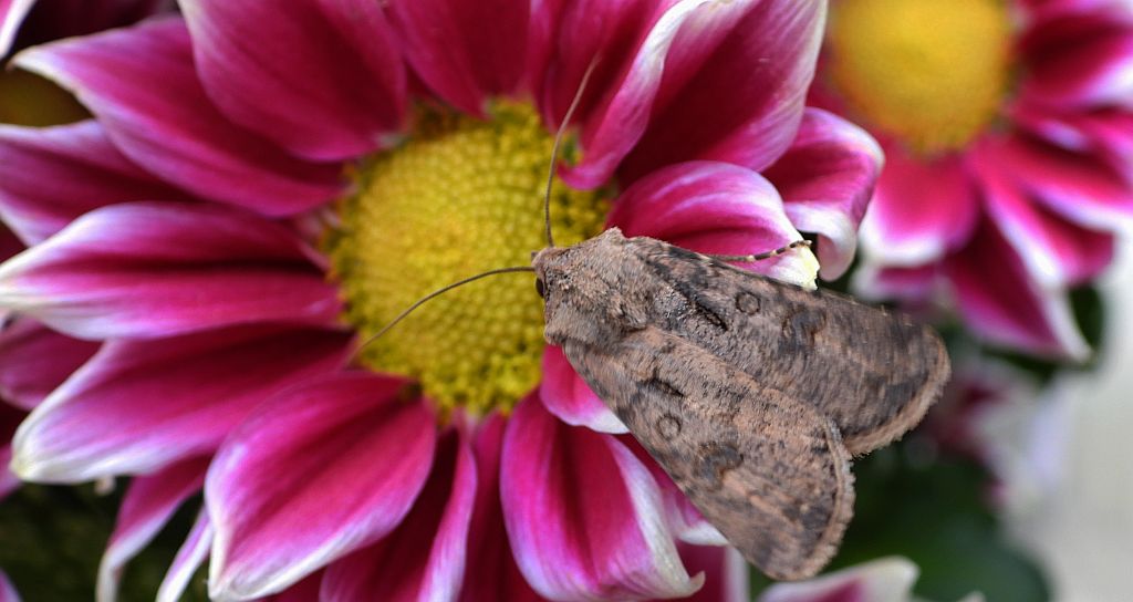 Rolnica zbożówka (Agrotis segetum)