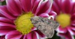 Rolnica zbożówka (Agrotis segetum)