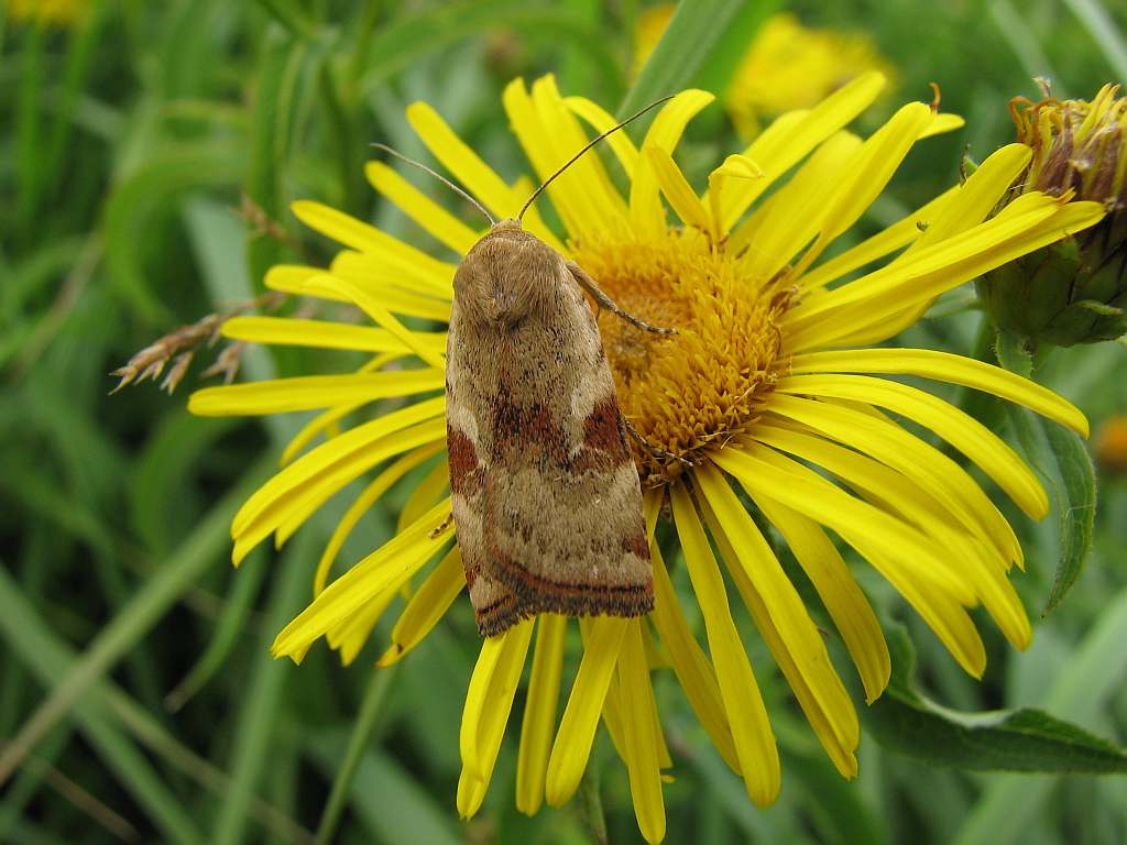 Cryptocala chardinyi